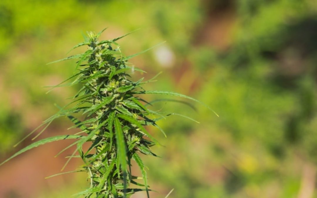 How Do You Get A License For CBD?