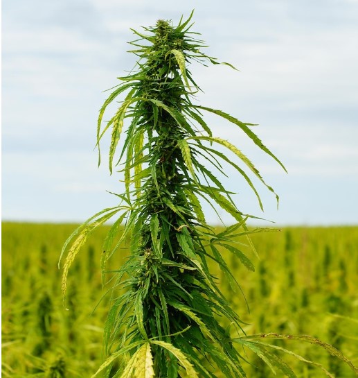 How Is CBD Derived From Hemp